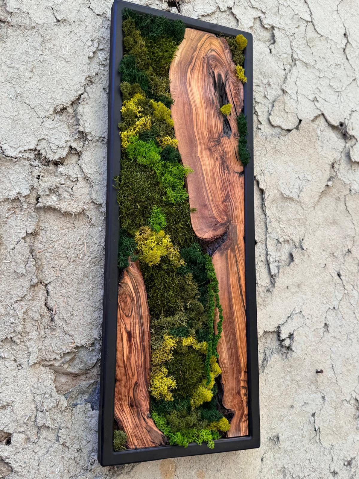 Olive Wood Moss Wall Art | Preserved Nature Decor, Boho Rustic Style