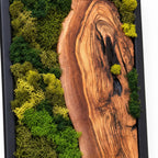 Olive Wood Moss Wall Art | Preserved Nature Decor, Boho Rustic Style