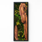 Olive Wood Moss Wall Art | Preserved Nature Decor, Boho Rustic Style